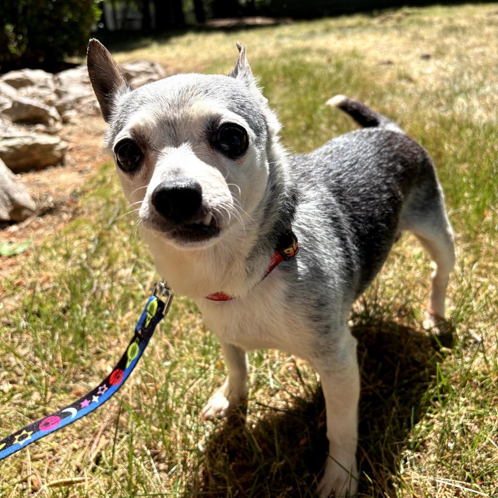 Enlarge Mojo, a Adoptable mixed breed in Durham, NC image 2/6