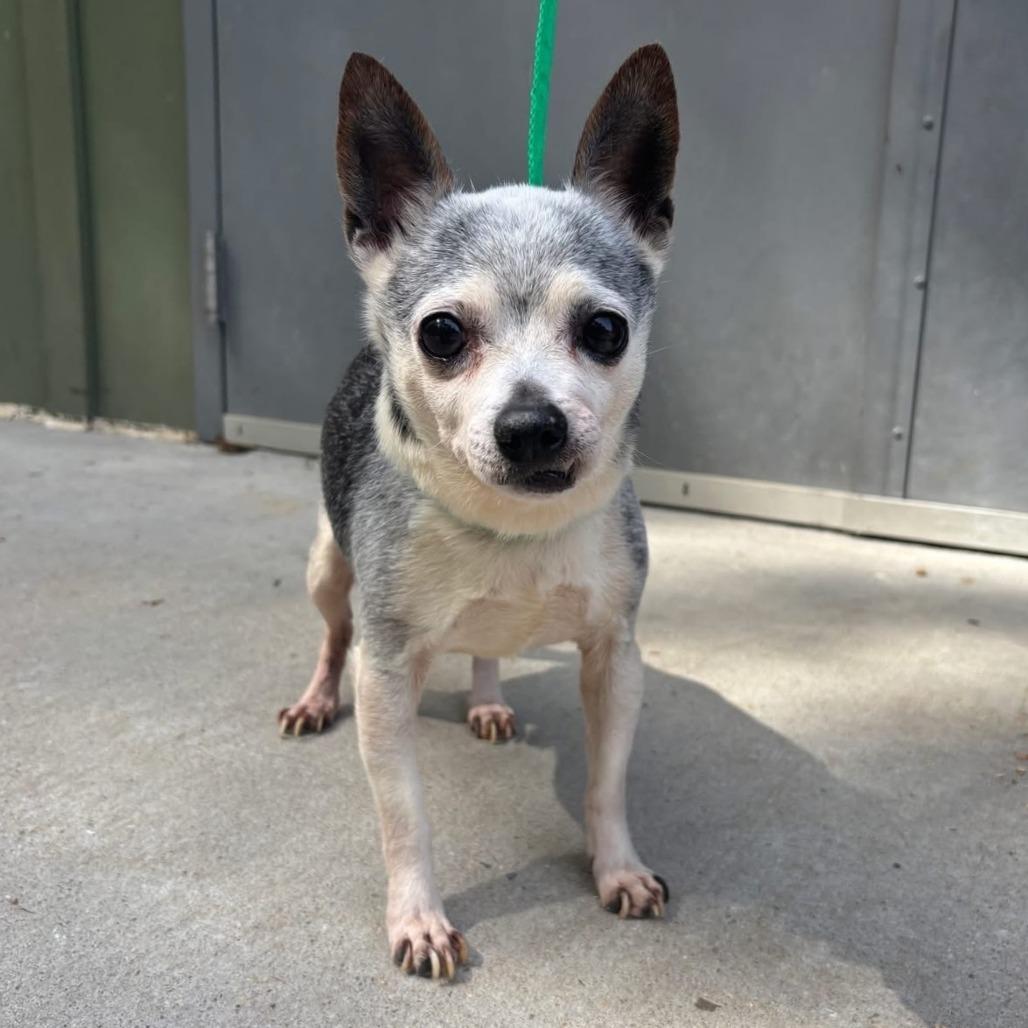 Enlarge Mojo, a Adoptable mixed breed in Durham, NC image 5/6