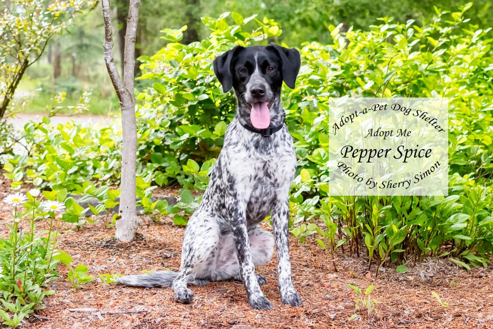 Enlarge PEPPER SPICE, a Adoptable German Shorthaired Pointer in Shelton, WA image 6/6