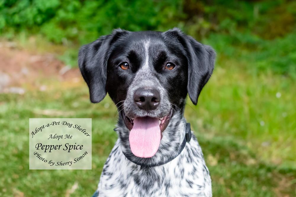 Enlarge PEPPER SPICE, a Adoptable German Shorthaired Pointer in Shelton, WA image 1/6