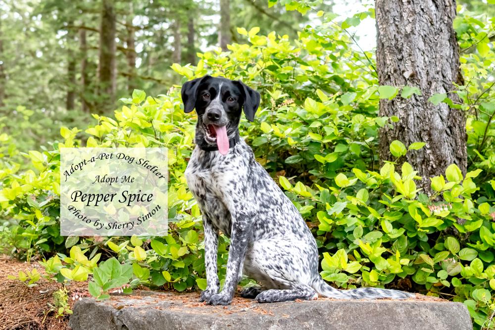 Enlarge PEPPER SPICE, a Adoptable German Shorthaired Pointer in Shelton, WA image 3/6