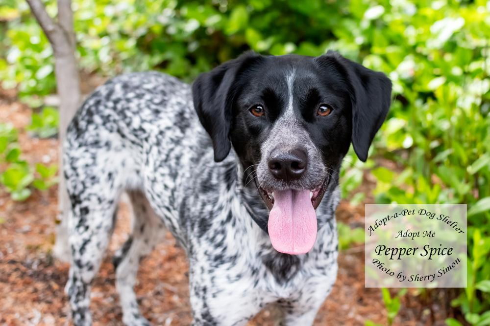 Enlarge PEPPER SPICE, a Adoptable German Shorthaired Pointer in Shelton, WA image 4/6
