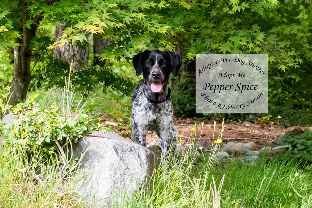 Enlarge PEPPER SPICE, a Adoptable German Shorthaired Pointer in Shelton, WA image 5/6
