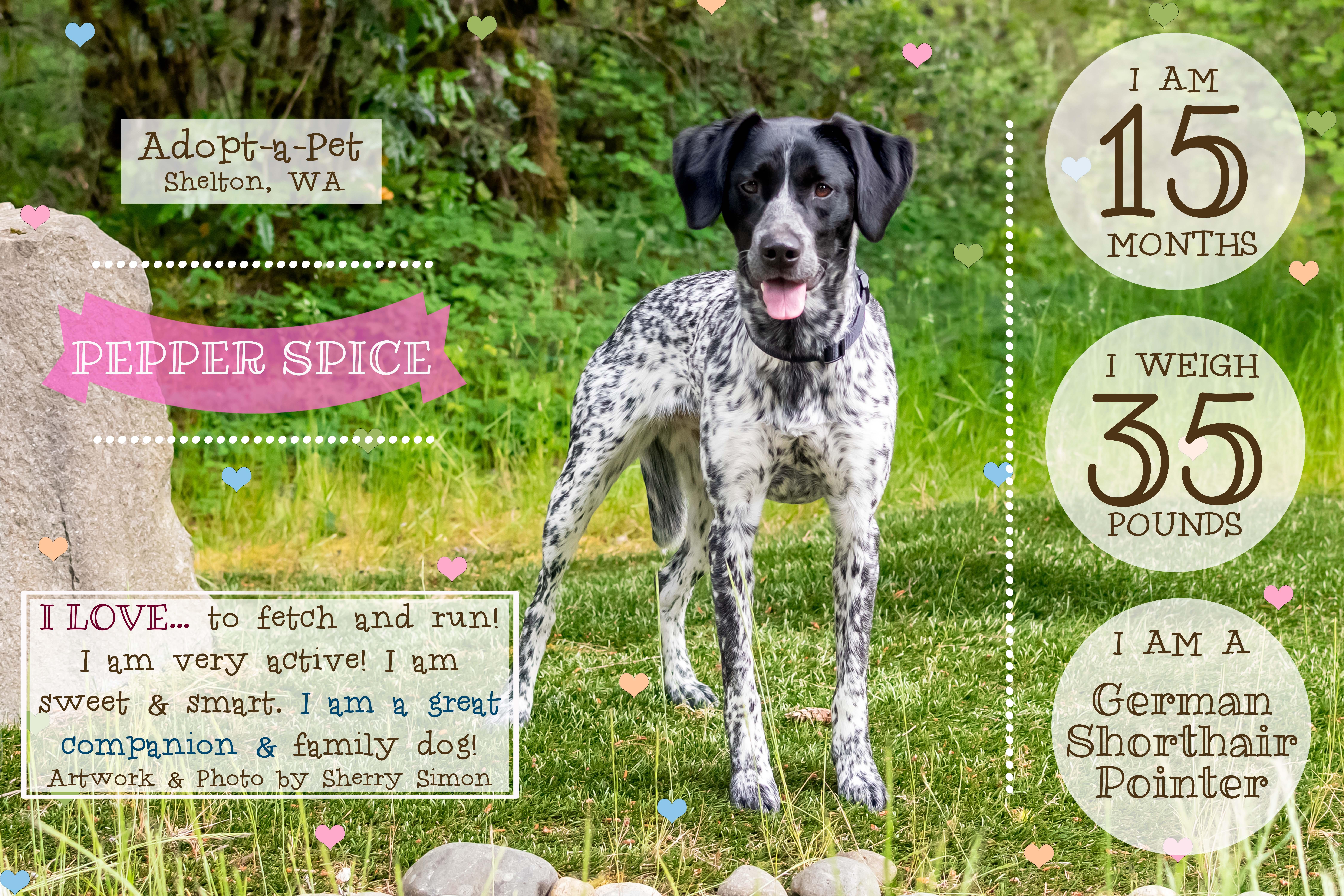 Enlarge PEPPER SPICE, a Adoptable German Shorthaired Pointer in Shelton, WA image 2/6