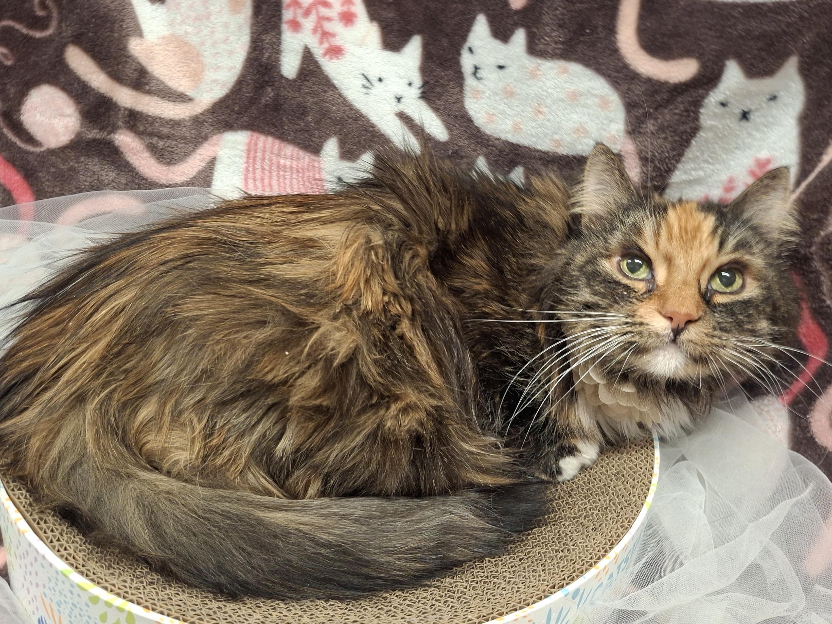 Enlarge ::::Leona:::, a Adoptable mixed breed in Chino, CA image 4/4