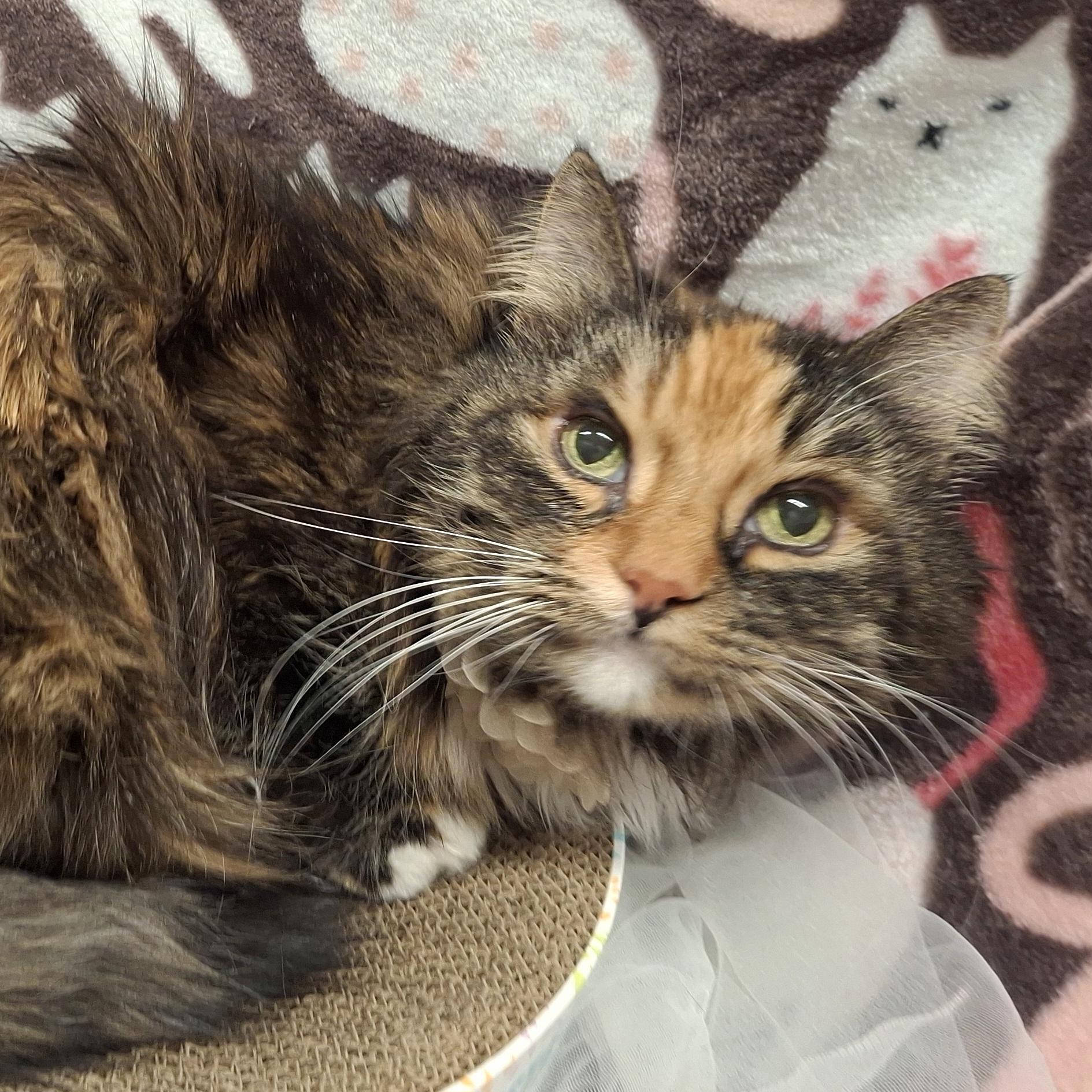 Enlarge ::::Leona:::, a Adoptable mixed breed in Chino, CA image 2/4