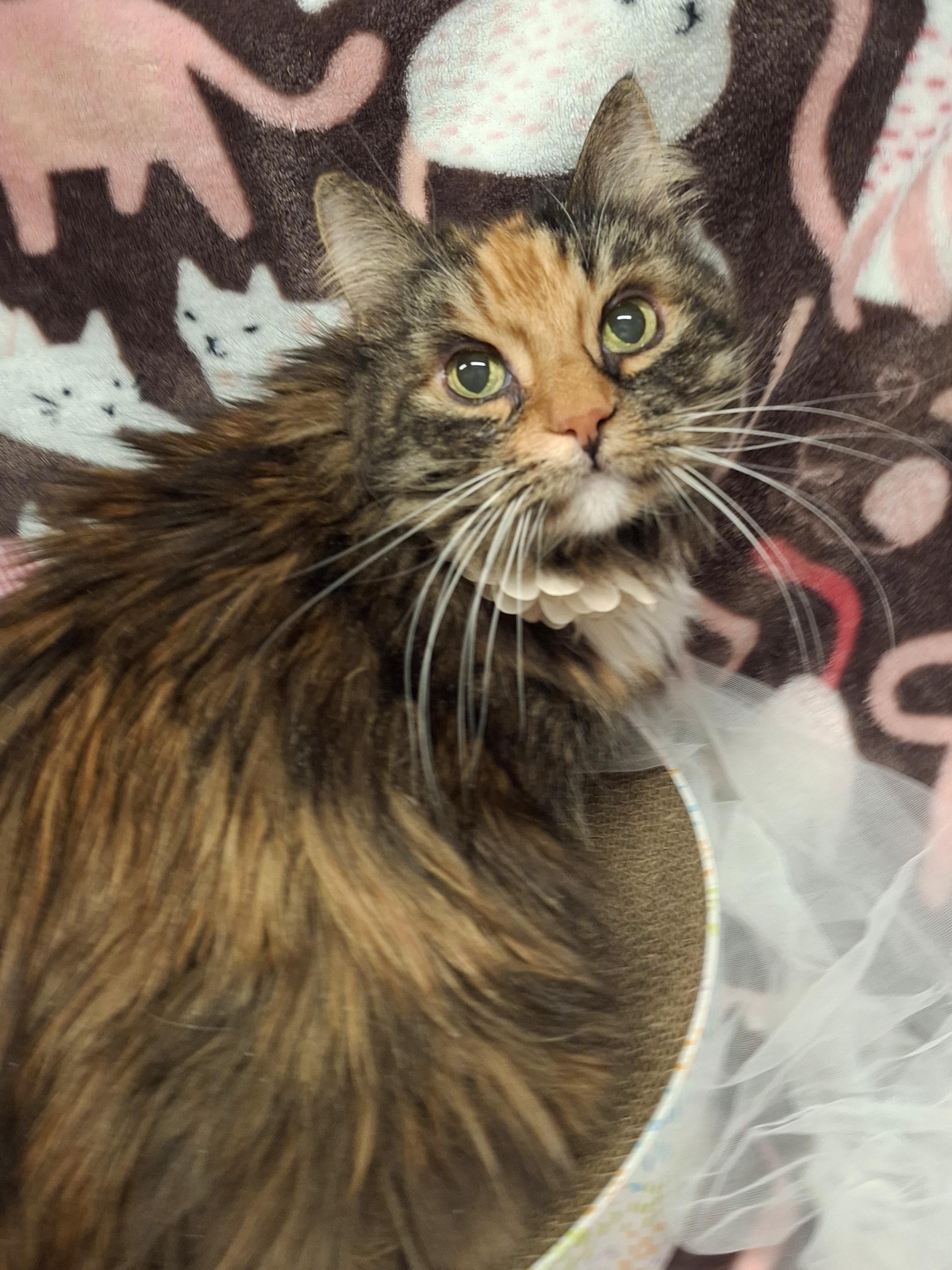 Enlarge ::::Leona:::, a Adoptable mixed breed in Chino, CA image 3/4