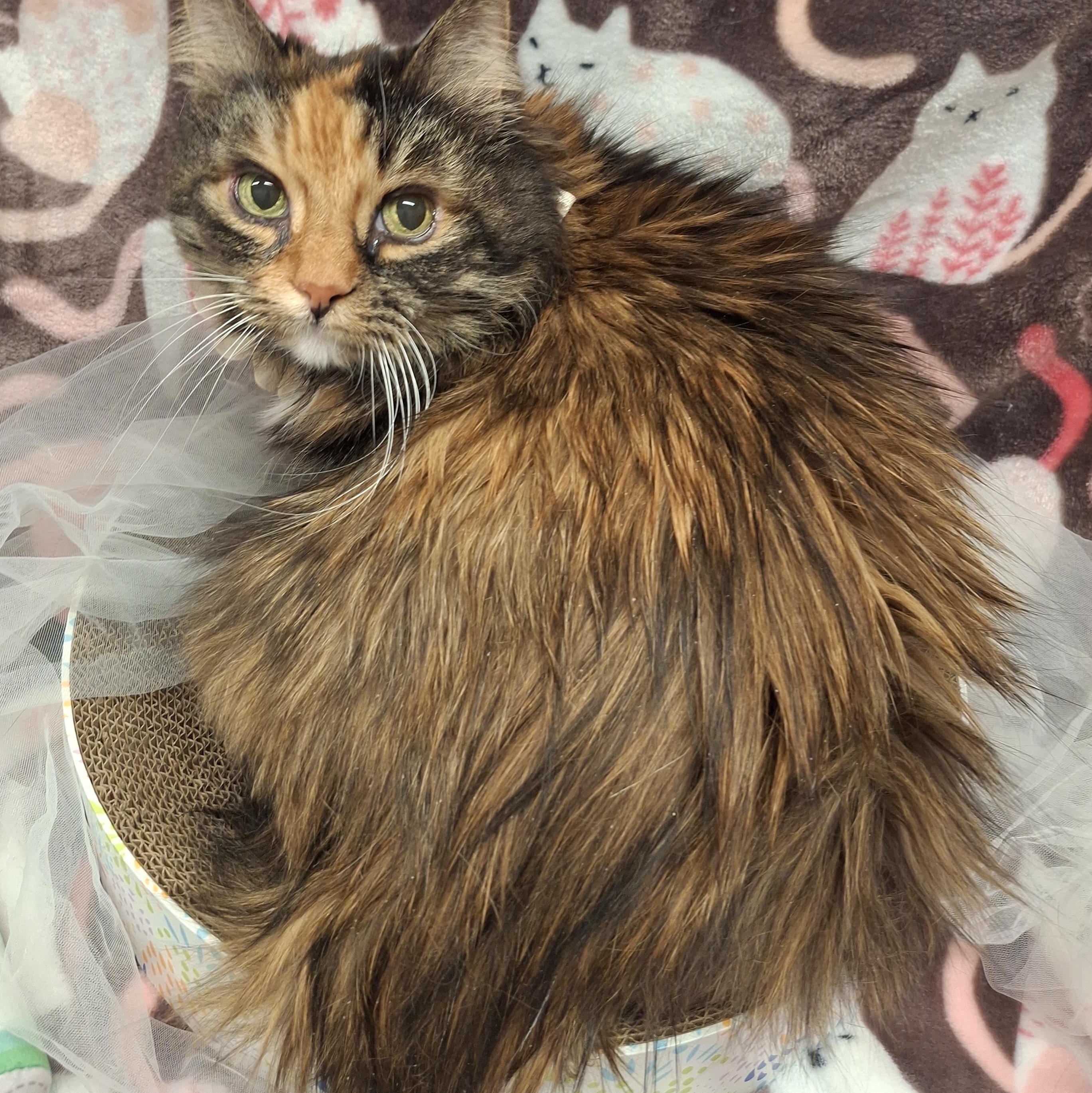 ::::Leona:::, Adoptable, Senior Female Maine Coon & Domestic Long Hair.