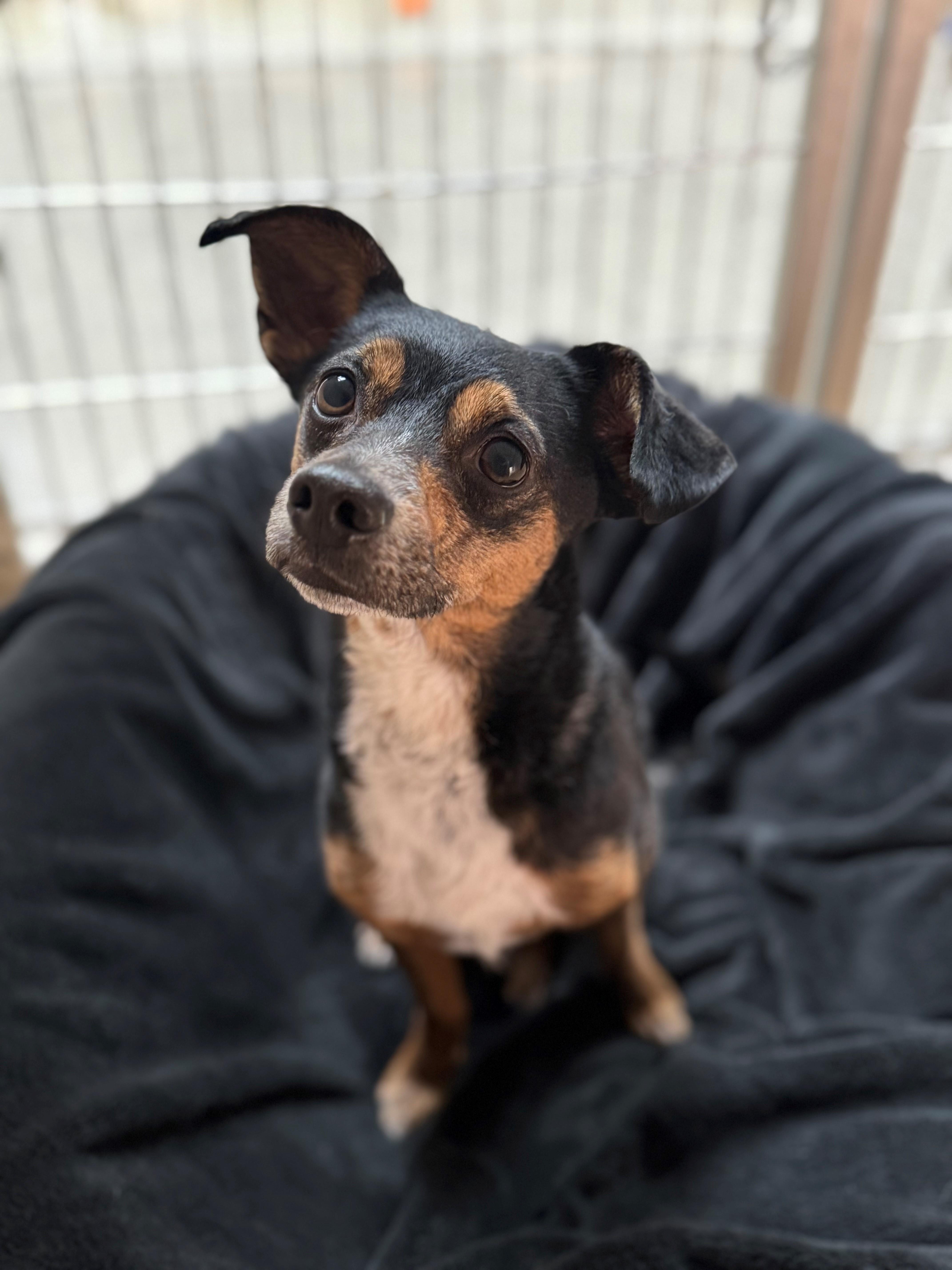 Michael, ADOPTABLE, Adult Male Chihuahua.