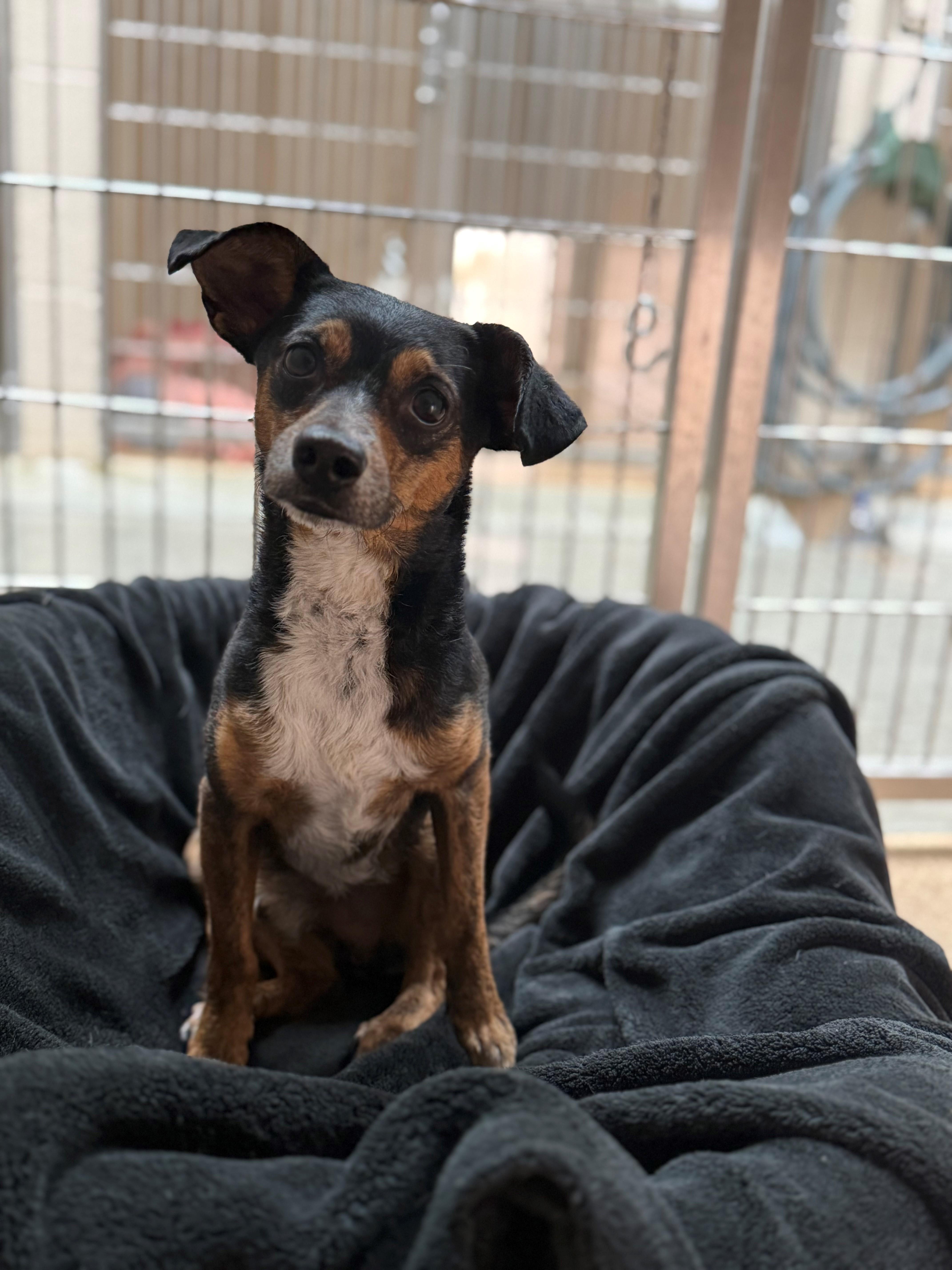 Enlarge Michael, a ADOPTABLE Chihuahua in Laguna Beach, CA image 2/2