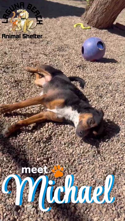 Enlarge Michael, an adopted Chihuahua in Laguna Beach, CA video 3/3