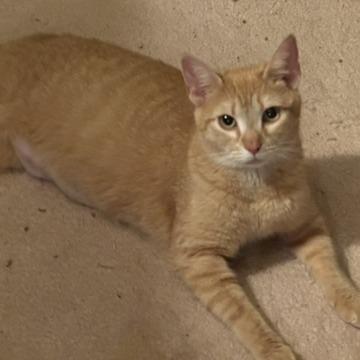 Marigold, a Adoptable Domestic Short Hair in Reisterstown, MD image 1/6