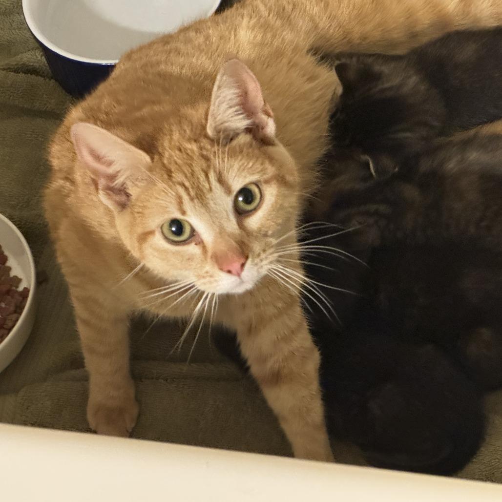 Marigold, a Adoptable Domestic Short Hair in Reisterstown, MD image 2/6