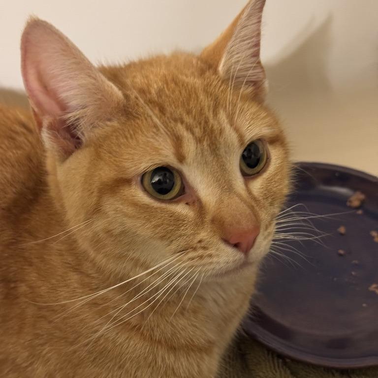 Marigold, a Adoptable Domestic Short Hair in Reisterstown, MD image 3/6