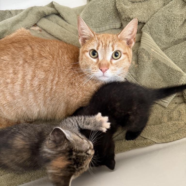 Marigold, a Adoptable Domestic Short Hair in Reisterstown, MD image 4/6