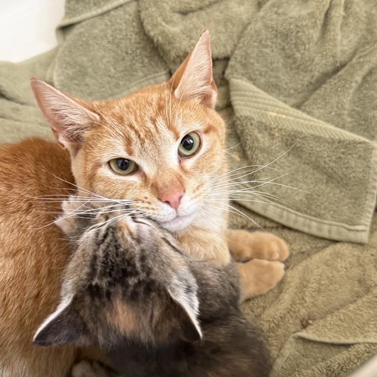 Marigold, a Adoptable Domestic Short Hair in Reisterstown, MD image 5/6
