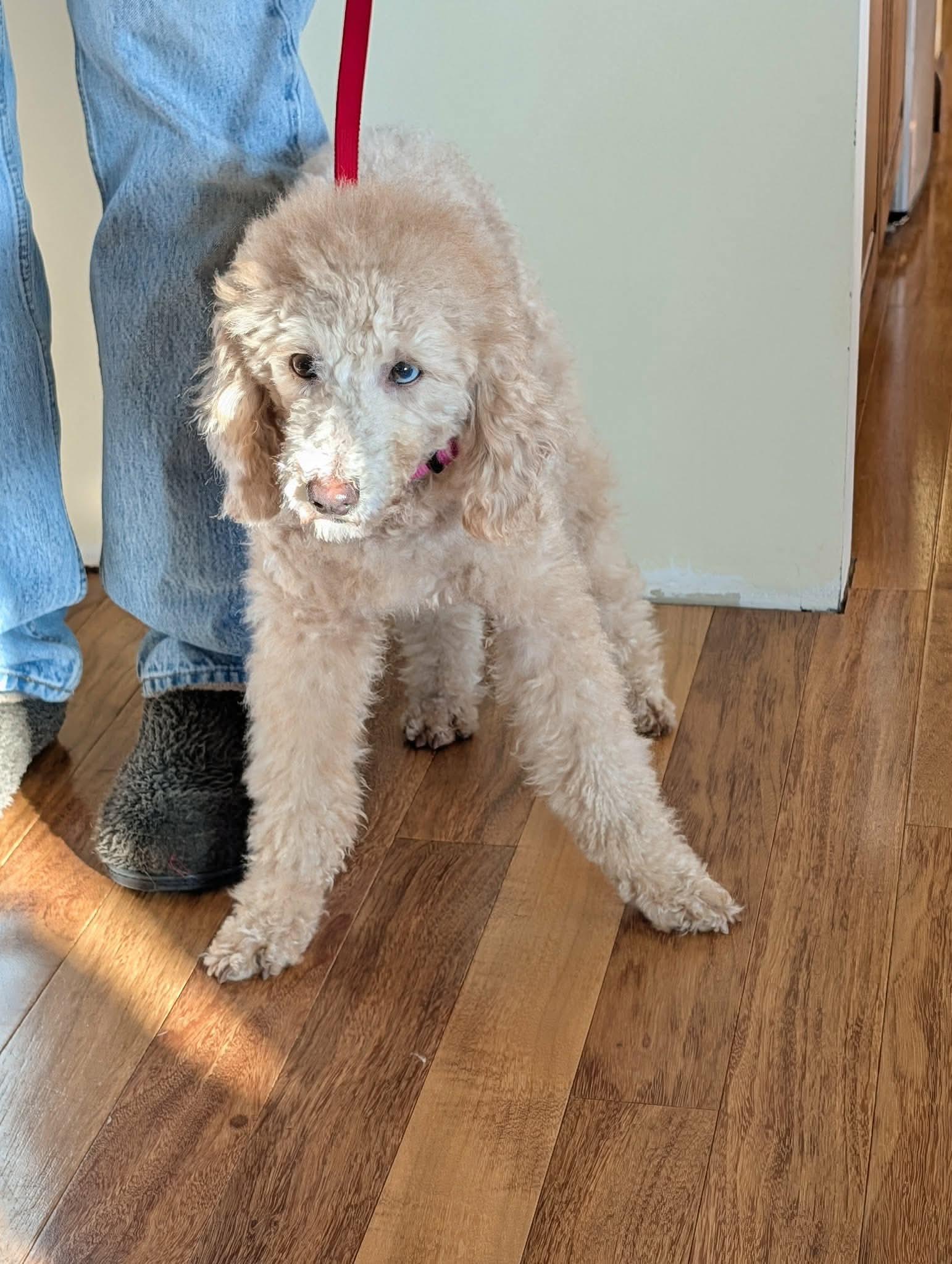 Enlarge Ellie, a ADOPTABLE Miniature Poodle in Whitewater, WI image 3/6