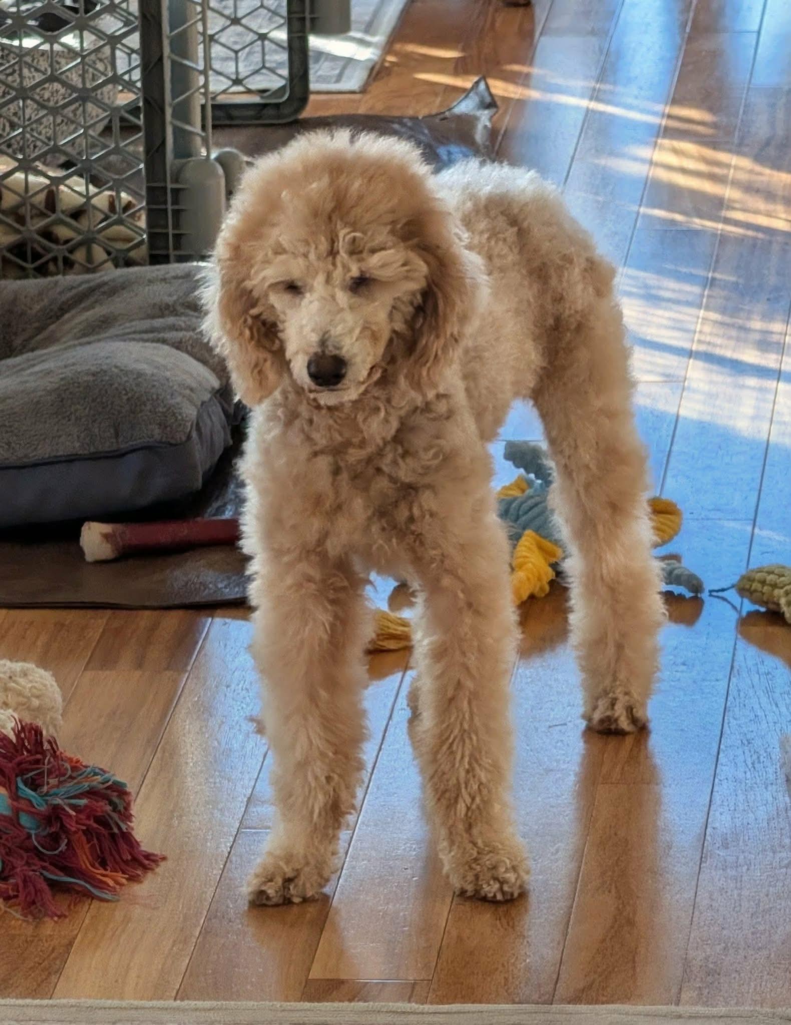 Enlarge Ellie, a ADOPTABLE Miniature Poodle in Whitewater, WI image 6/6