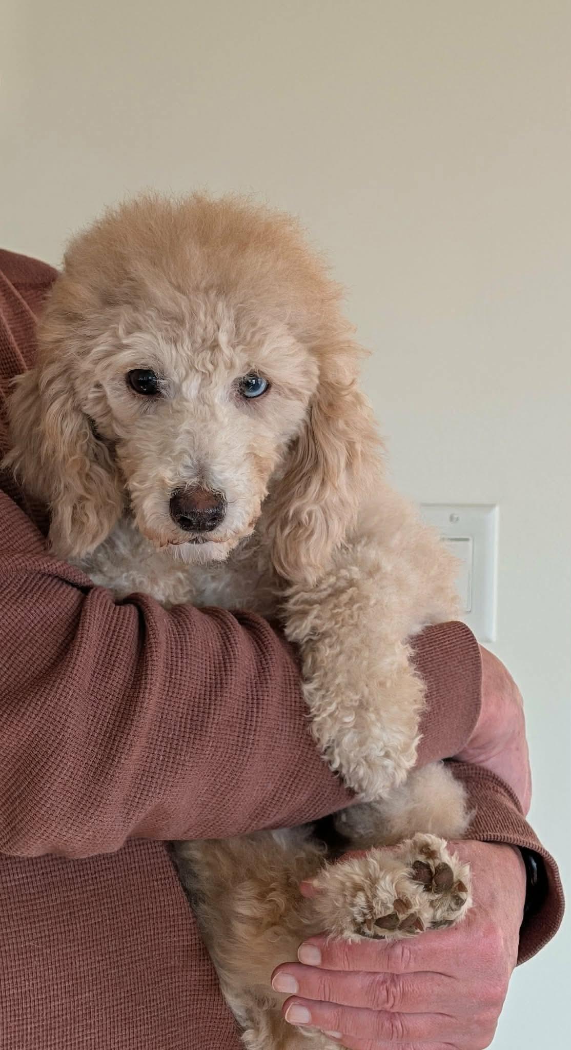 Enlarge Ellie, a ADOPTABLE Miniature Poodle in Whitewater, WI image 5/6