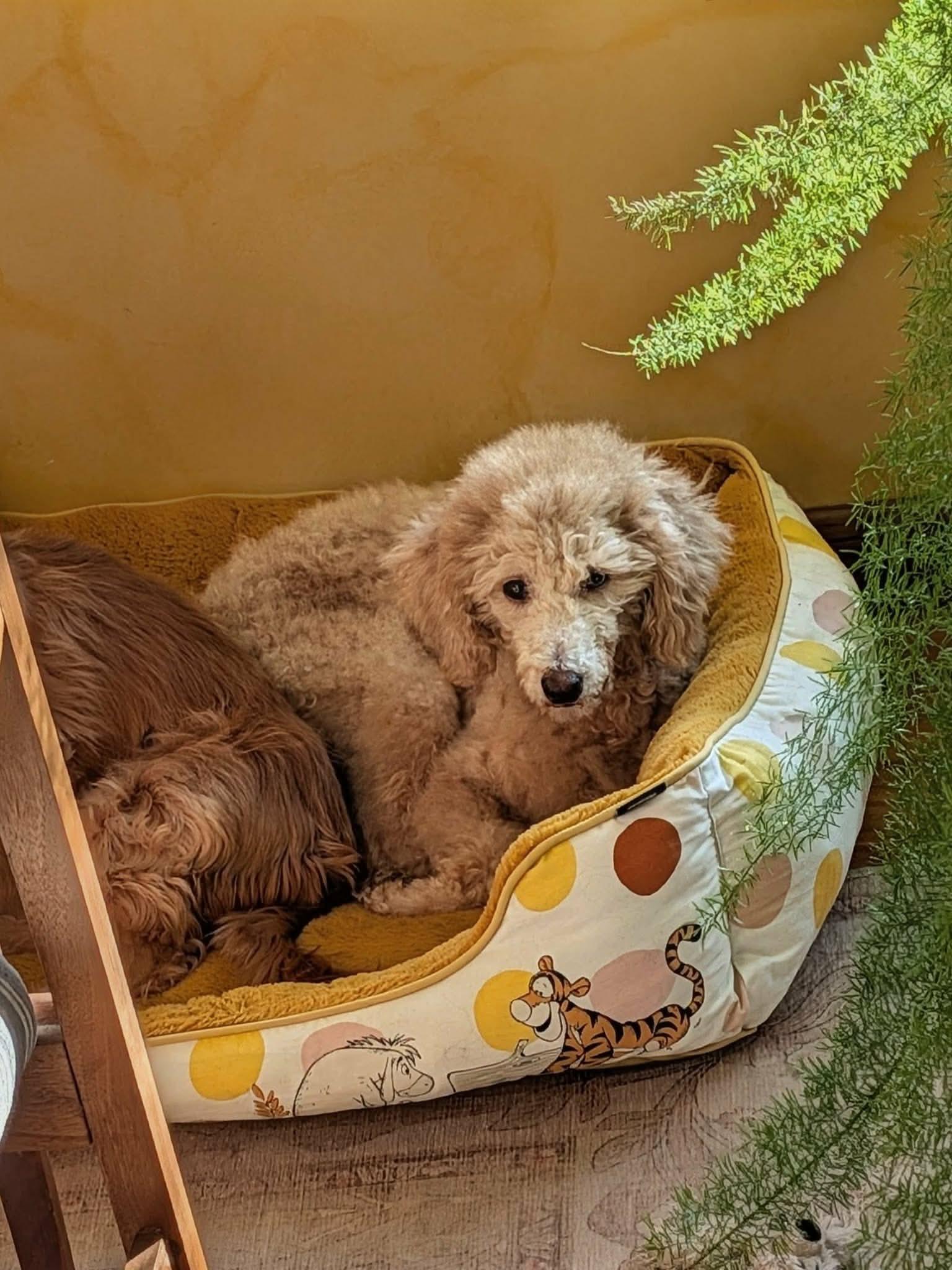 Enlarge Ellie, a ADOPTABLE Miniature Poodle in Whitewater, WI image 2/6