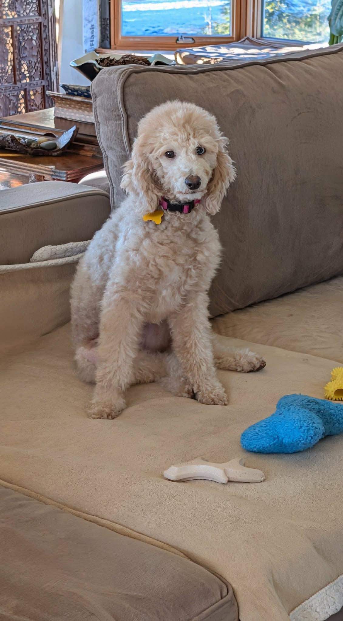Enlarge Ellie, a ADOPTABLE Miniature Poodle in Whitewater, WI image 1/6