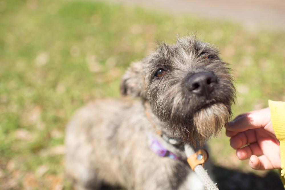 Enlarge Ellie (Birtie), a Adopted mixed breed in Sealy, TX image 1/3