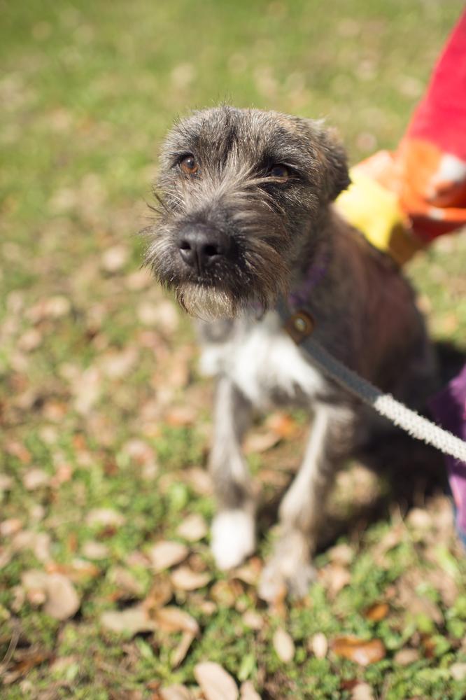 Enlarge Ellie (Birtie), a Adopted mixed breed in Sealy, TX image 2/3
