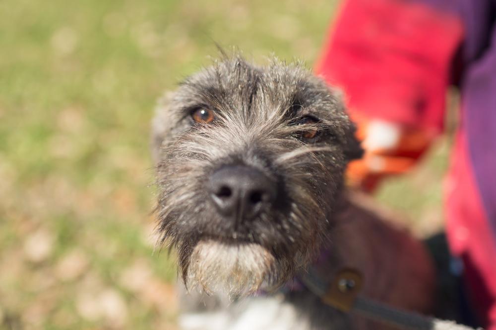 Enlarge Ellie (Birtie), a Adopted mixed breed in Sealy, TX image 3/3