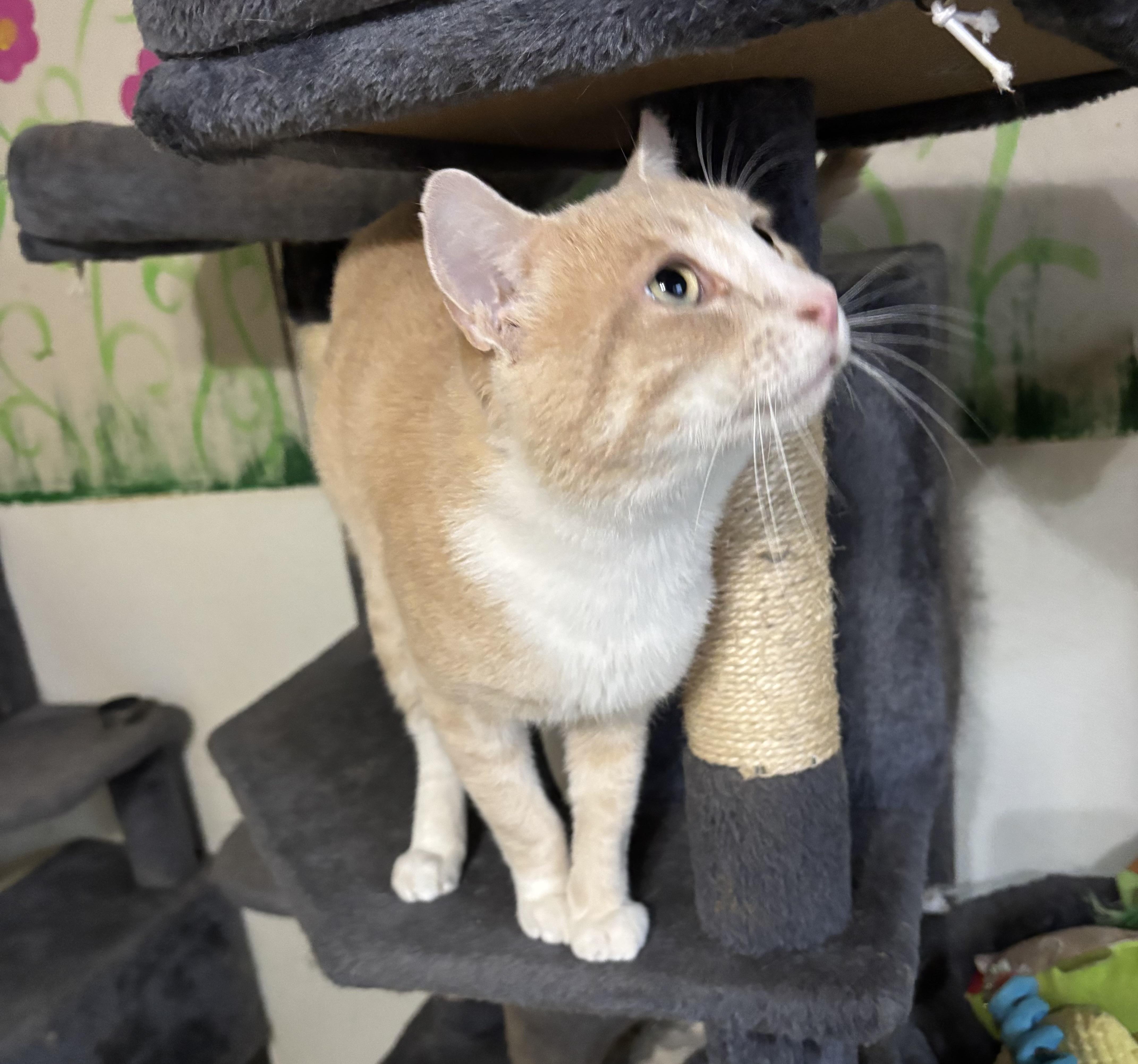 Enlarge Norman, an adopted Domestic Short Hair in Anderson , SC image 4/5