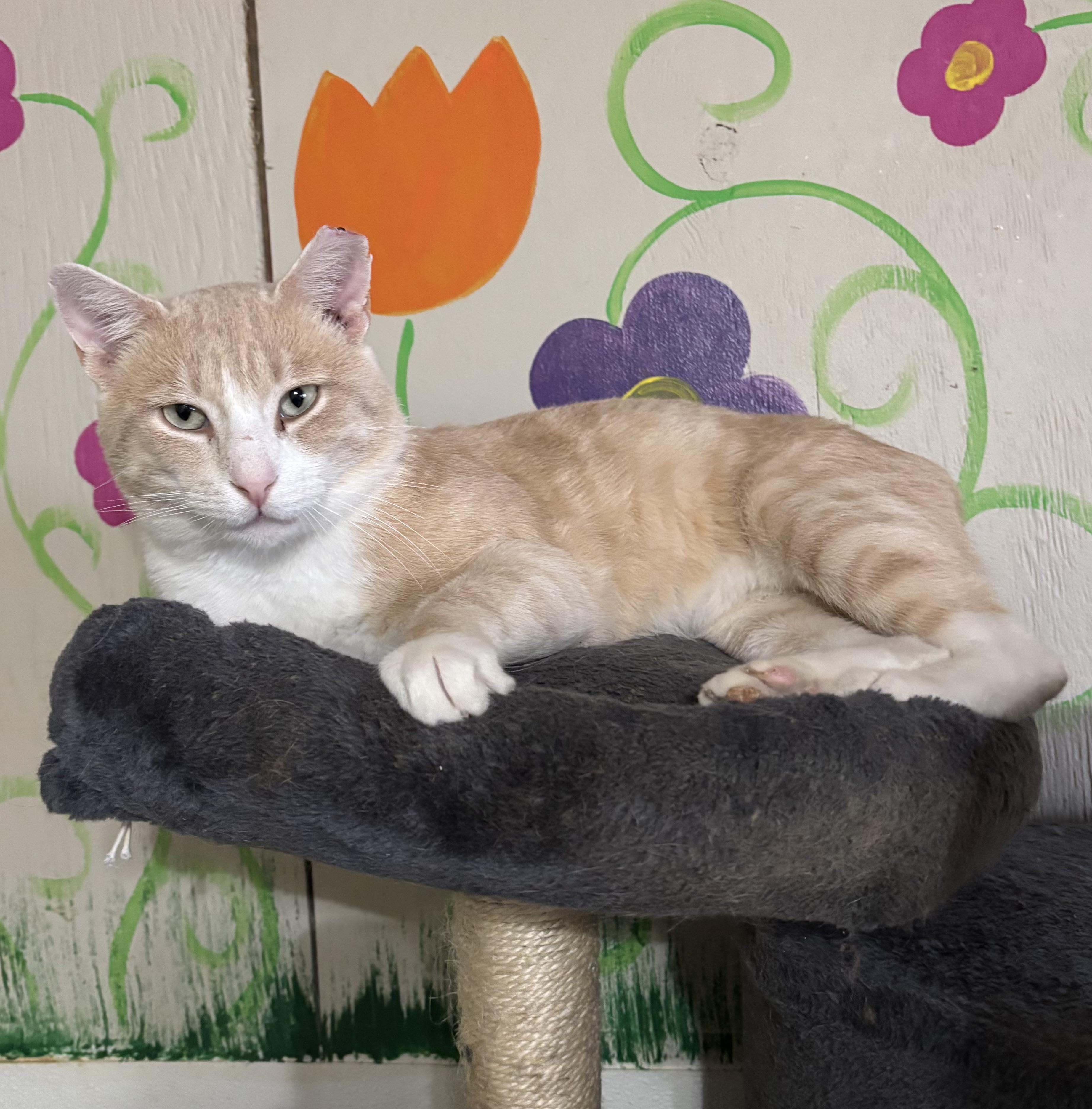 Norman, adopted, Adult Male Domestic Short Hair.