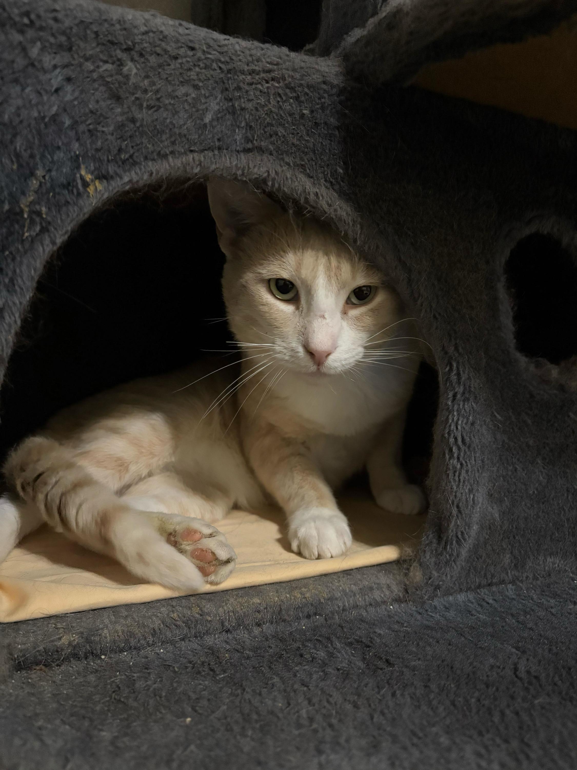 Enlarge Norman, an adopted Domestic Short Hair in Anderson , SC image 3/5