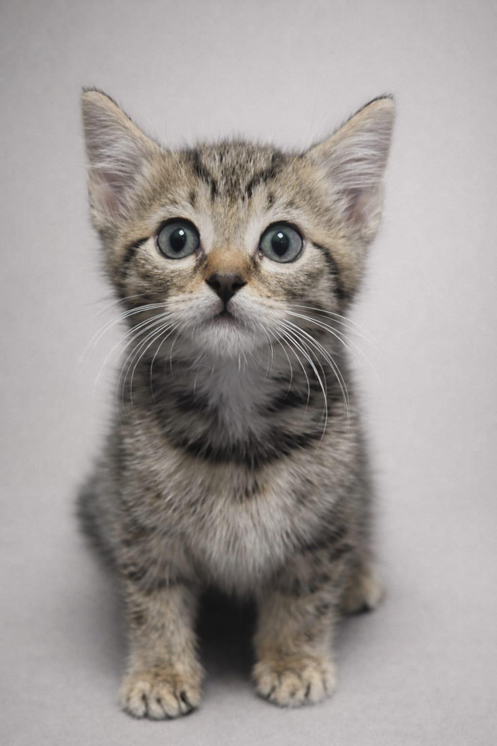 Enlarge Draven, an adoptable Domestic Short Hair in Miami, FL image 1/1
