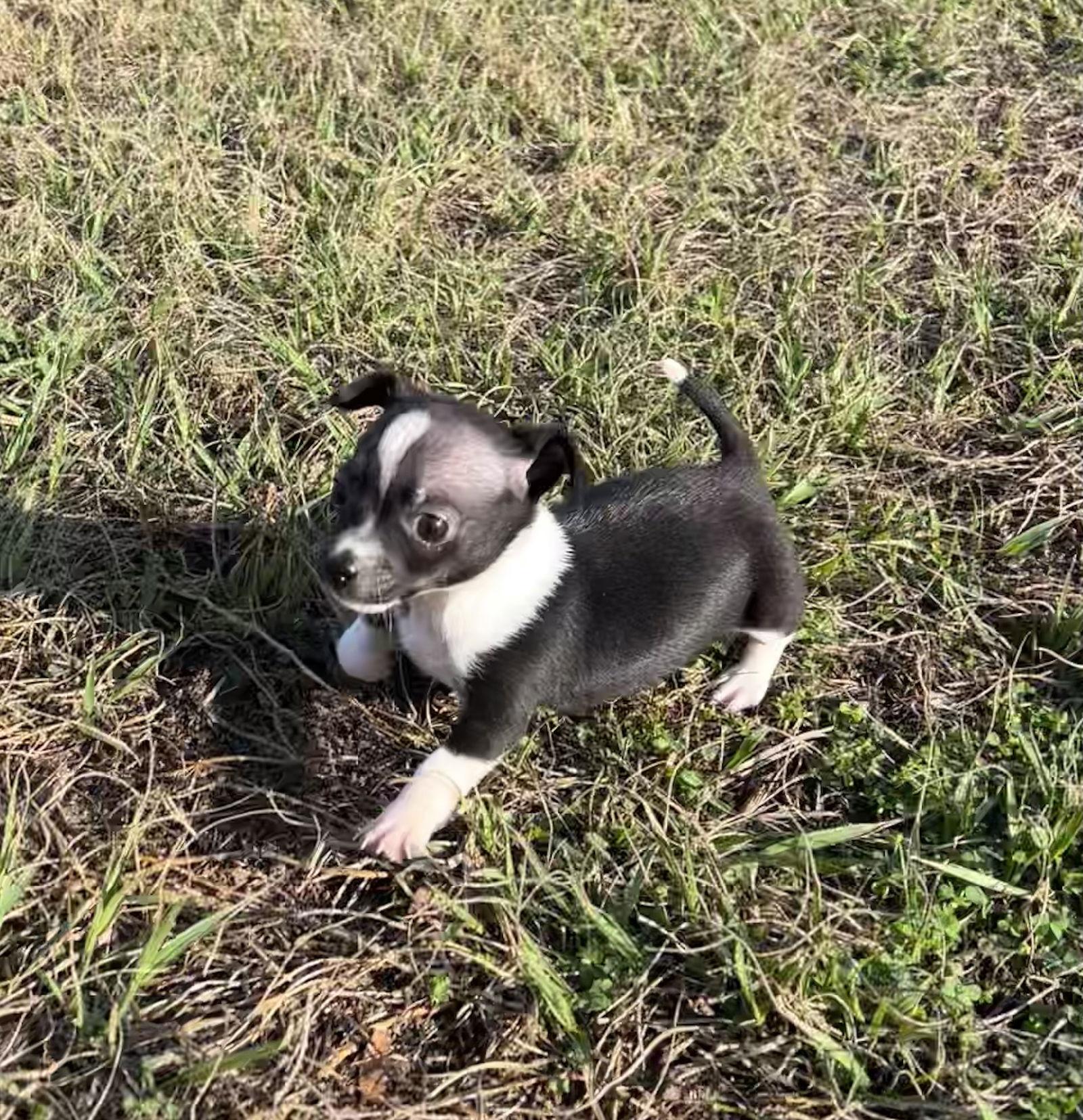 Enlarge Krissy, a Adoptable Chihuahua in Ocala, FL image 2/3