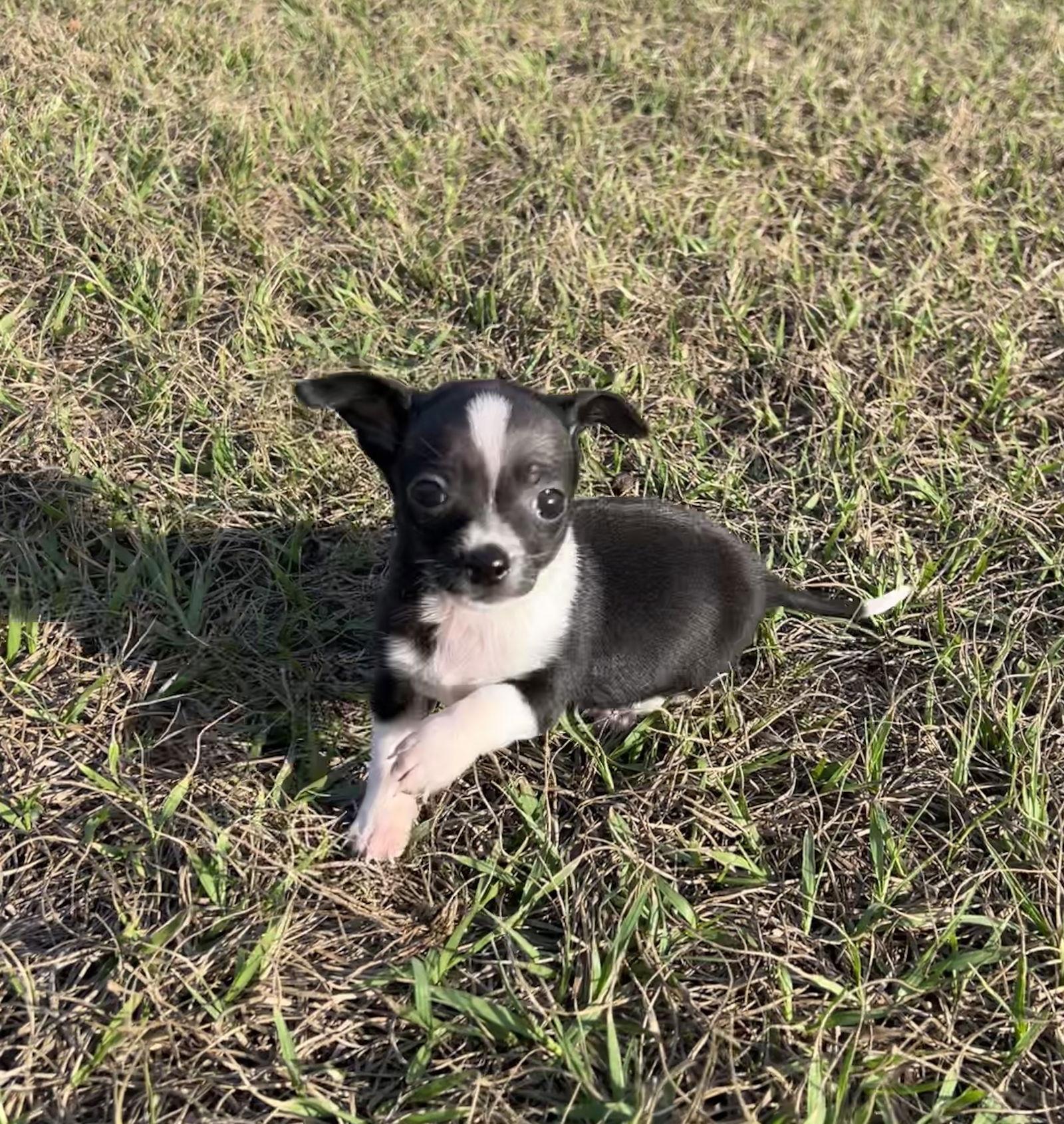 Enlarge Krissy, a Adoptable Chihuahua in Ocala, FL image 3/3