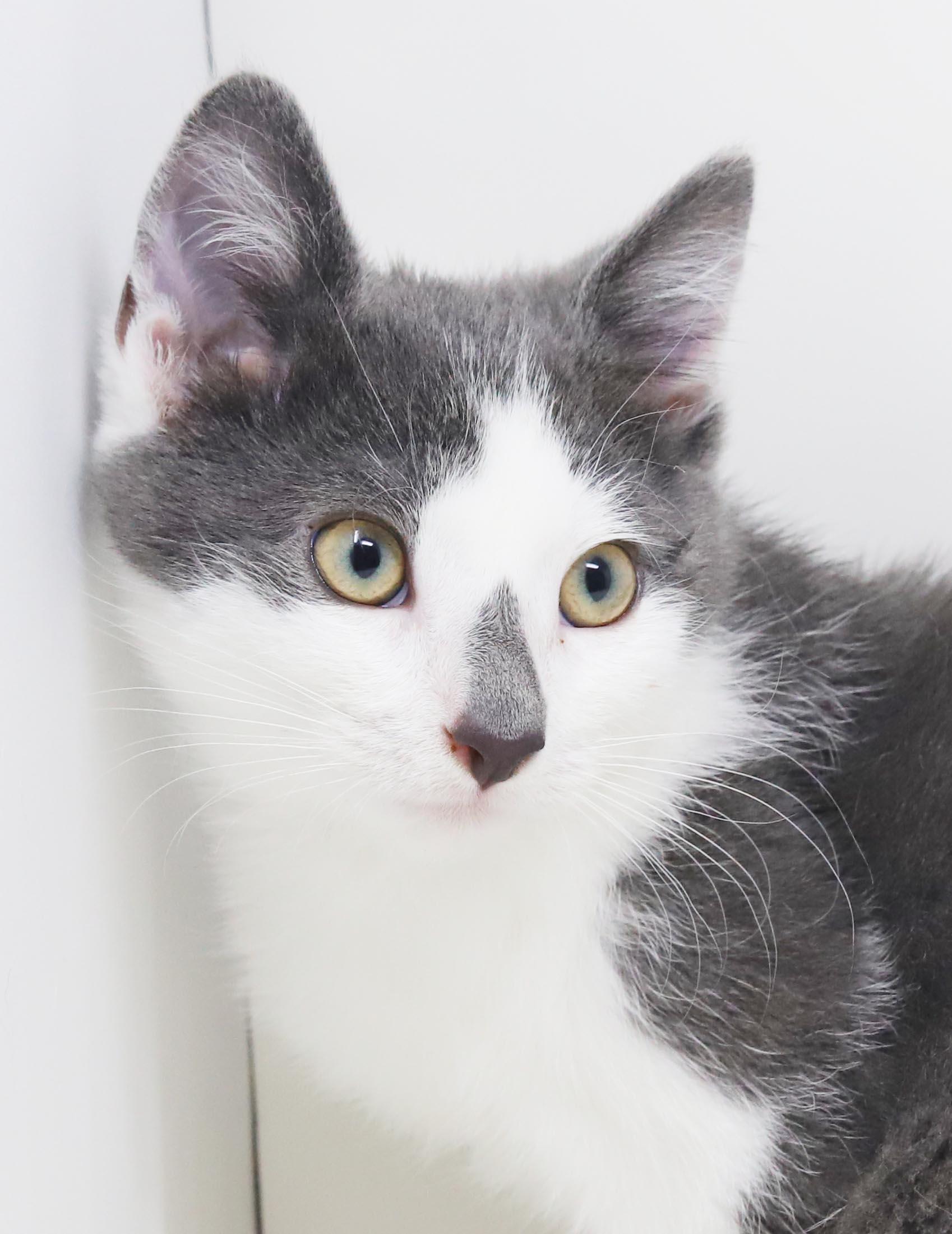 Enlarge Raindrop will make every day full of sunshine - Raindrop on nose too - OLD ENOUGH TO GO SOLO, an adopted mixed breed in Bedford Hills, NY image 5/6
