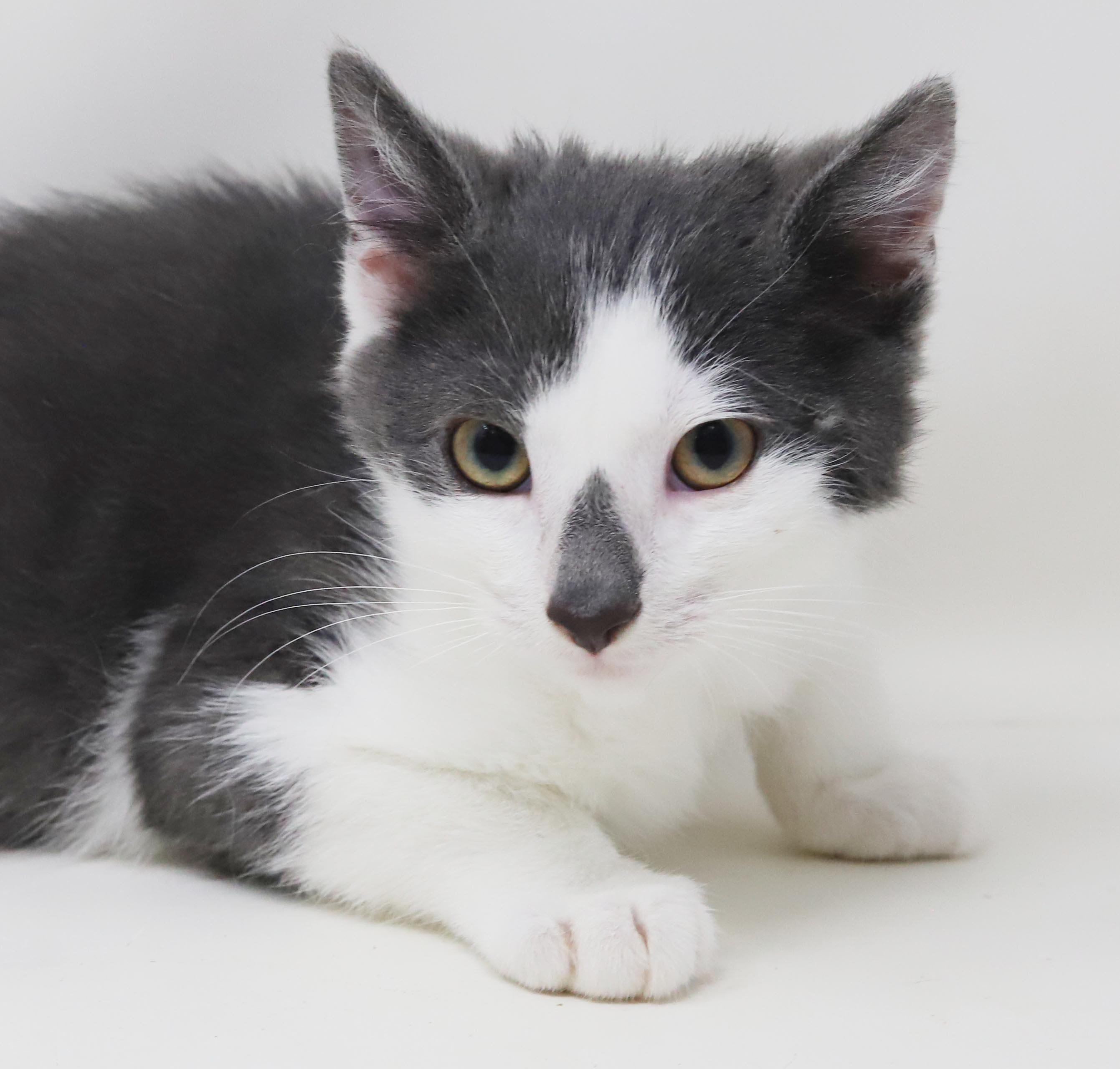 Enlarge Raindrop will make every day full of sunshine - Raindrop on nose too - OLD ENOUGH TO GO SOLO, an adopted mixed breed in Bedford Hills, NY image 2/6