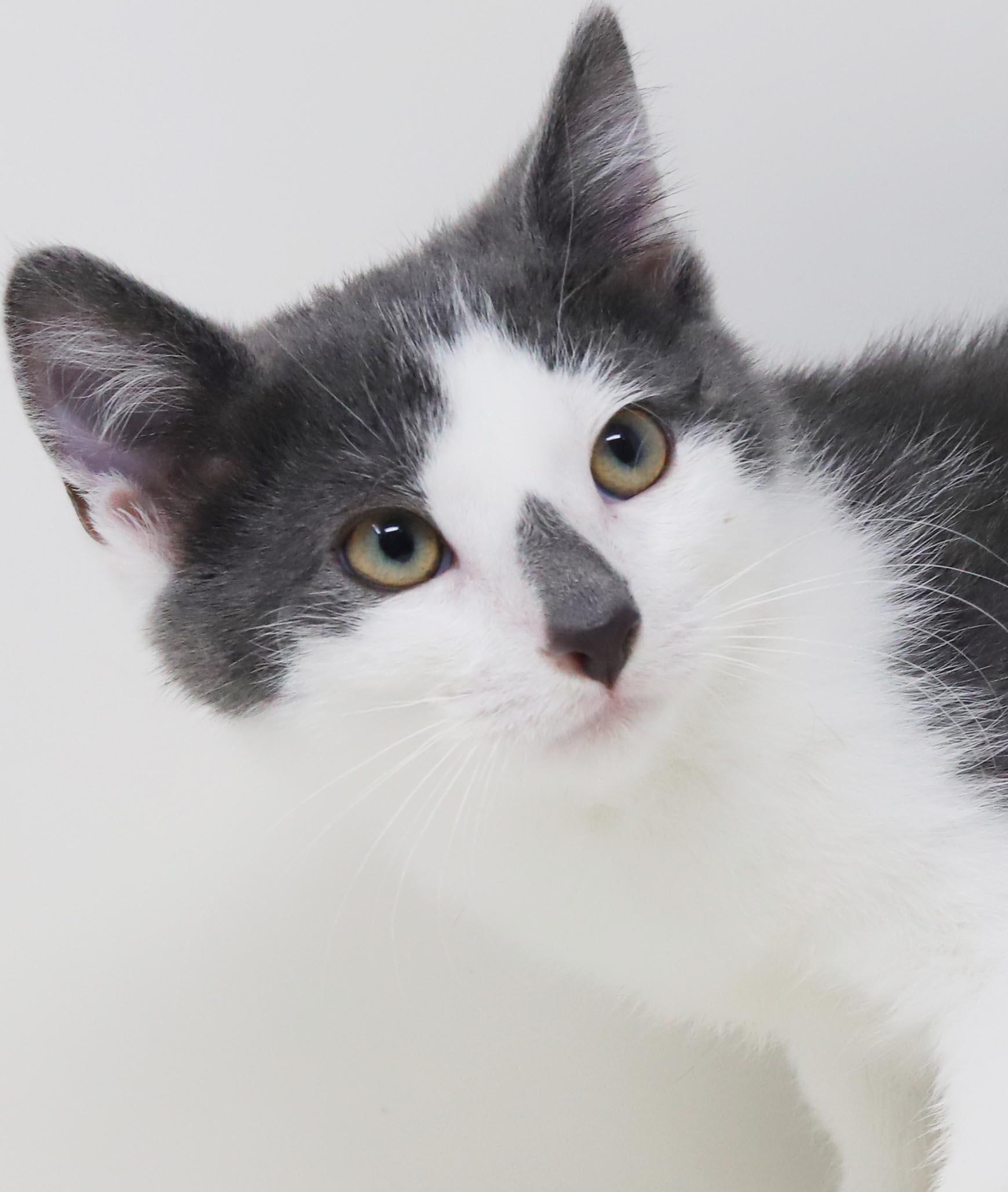 Enlarge Raindrop will make every day full of sunshine - Raindrop on nose too - OLD ENOUGH TO GO SOLO, an adopted mixed breed in Bedford Hills, NY image 1/6