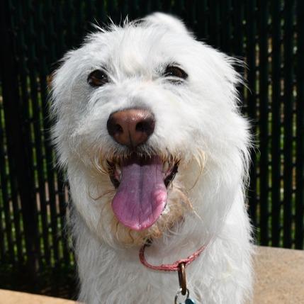 Dunkin, Adoptable, Adult Male West Highland White Terrier / Westie & Mixed Breed.