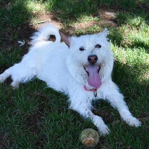 Dunkin, a Adoptable mixed breed in Johnson City, TN image 2/2
