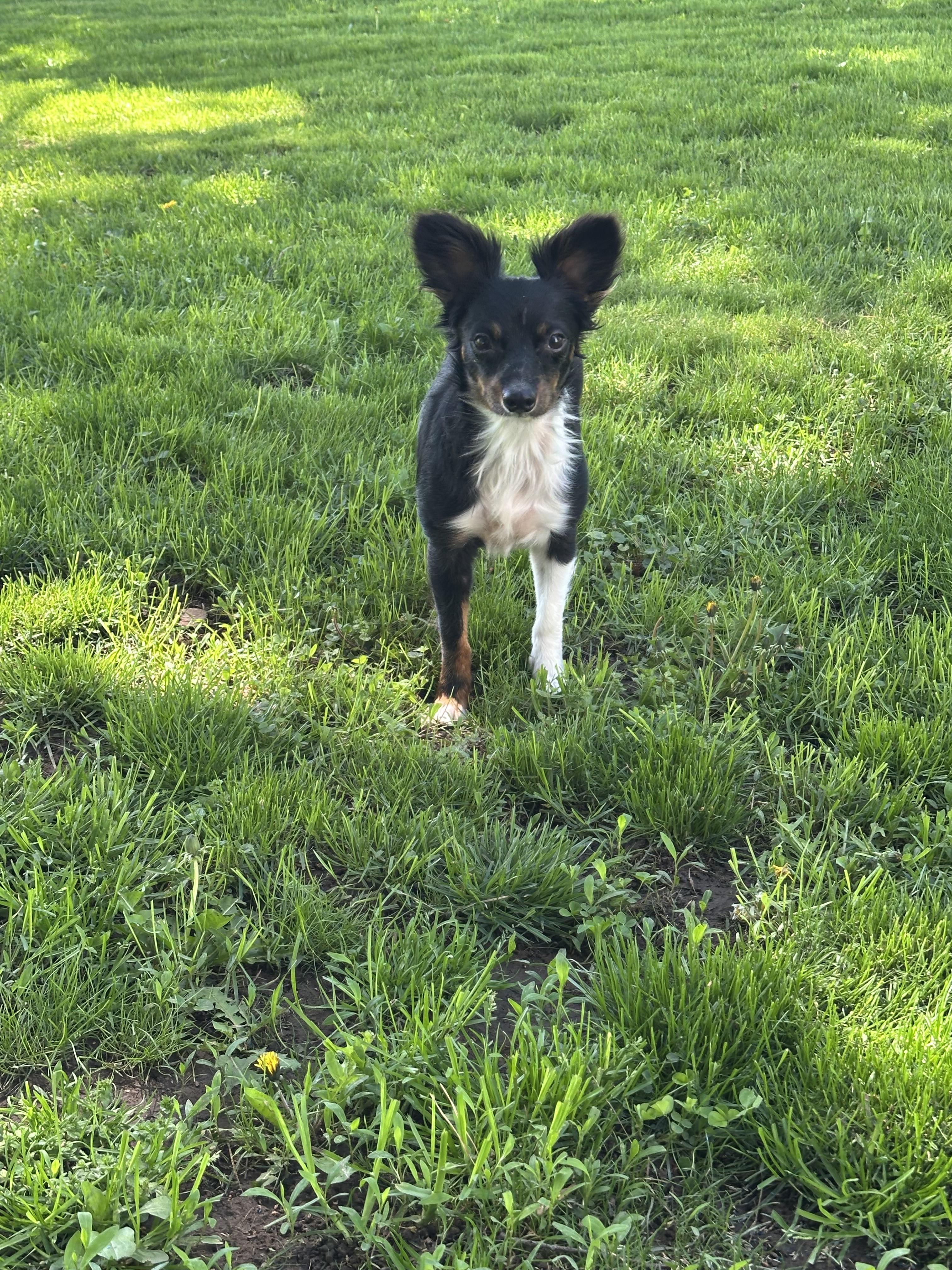 Jovi, a ADOPTABLE Mixed Breed in Rochester , NY image 2/5