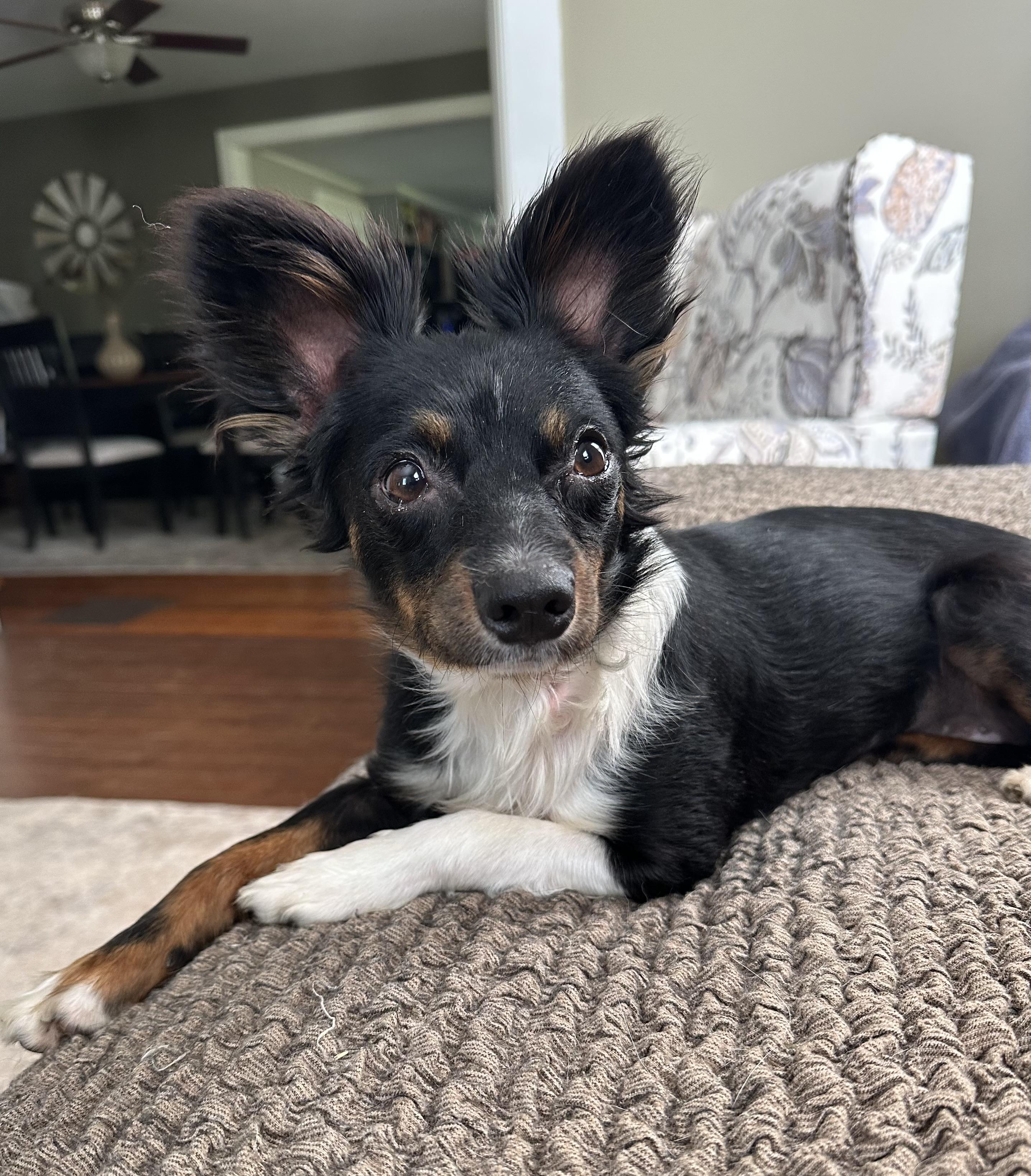 Jovi, a ADOPTABLE Mixed Breed in Rochester , NY image 3/5