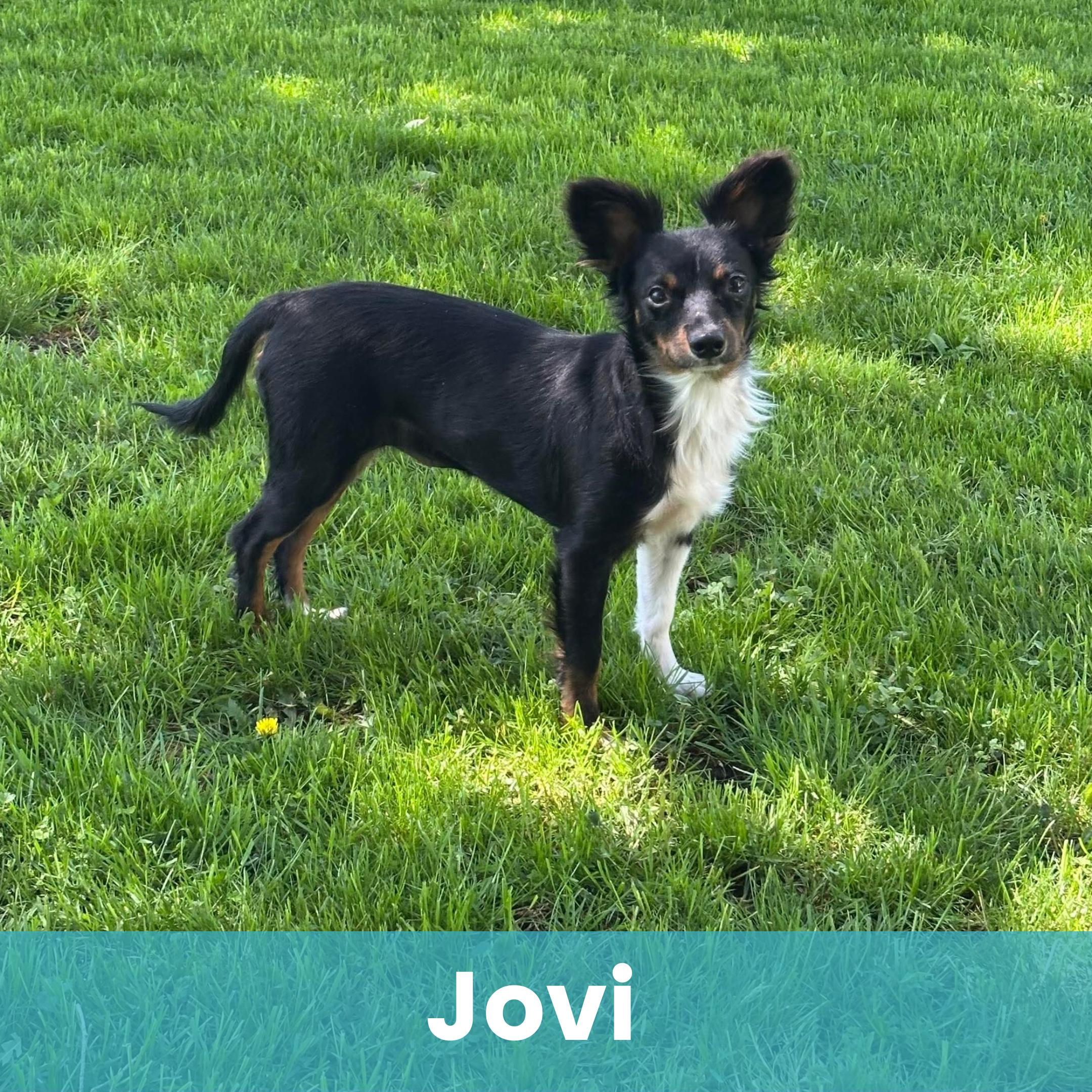 Jovi, ADOPTABLE, Young Female Mixed Breed.