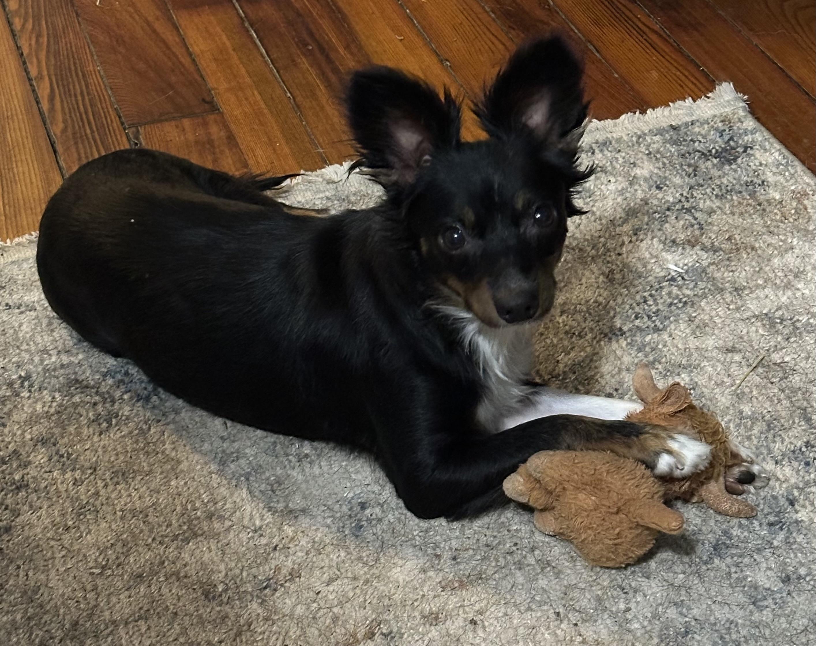Jovi, a ADOPTABLE Mixed Breed in Rochester , NY image 4/5