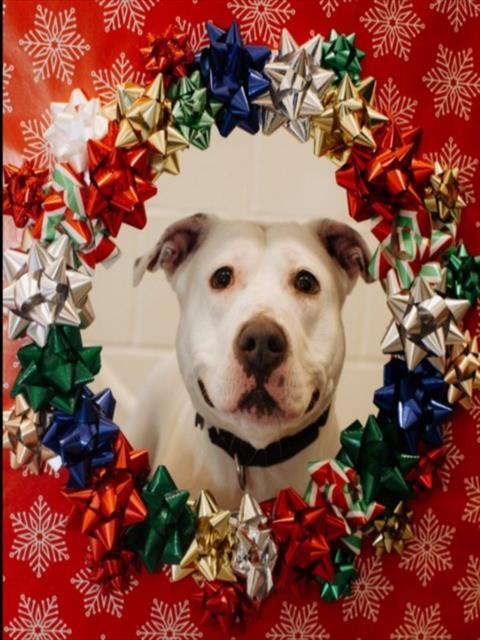 MUSE, Adoptable, Adult Female Pit Bull Terrier.