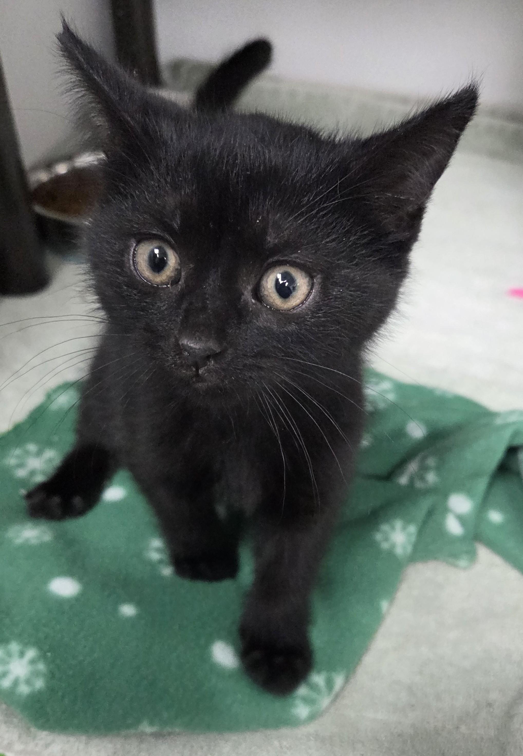 Coal, ADOPTABLE, Kitten Male Domestic Short Hair.