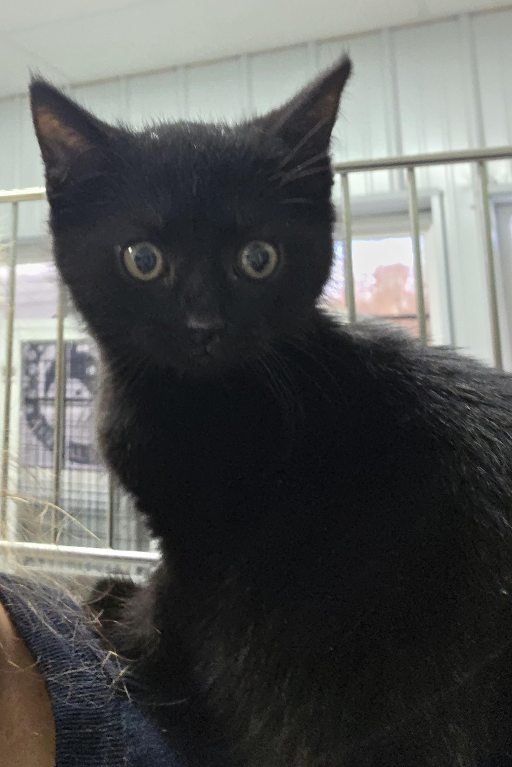 Enlarge Coal, a ADOPTABLE Domestic Short Hair in Rushville, IN image 2/2