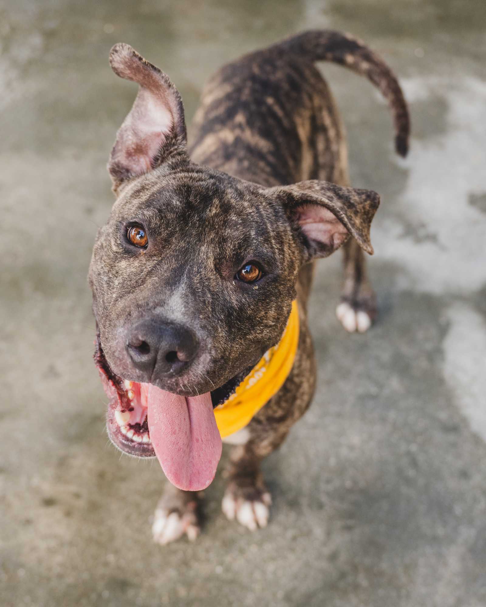 Buffalo Bill aka Bill (TRAINED DOG)