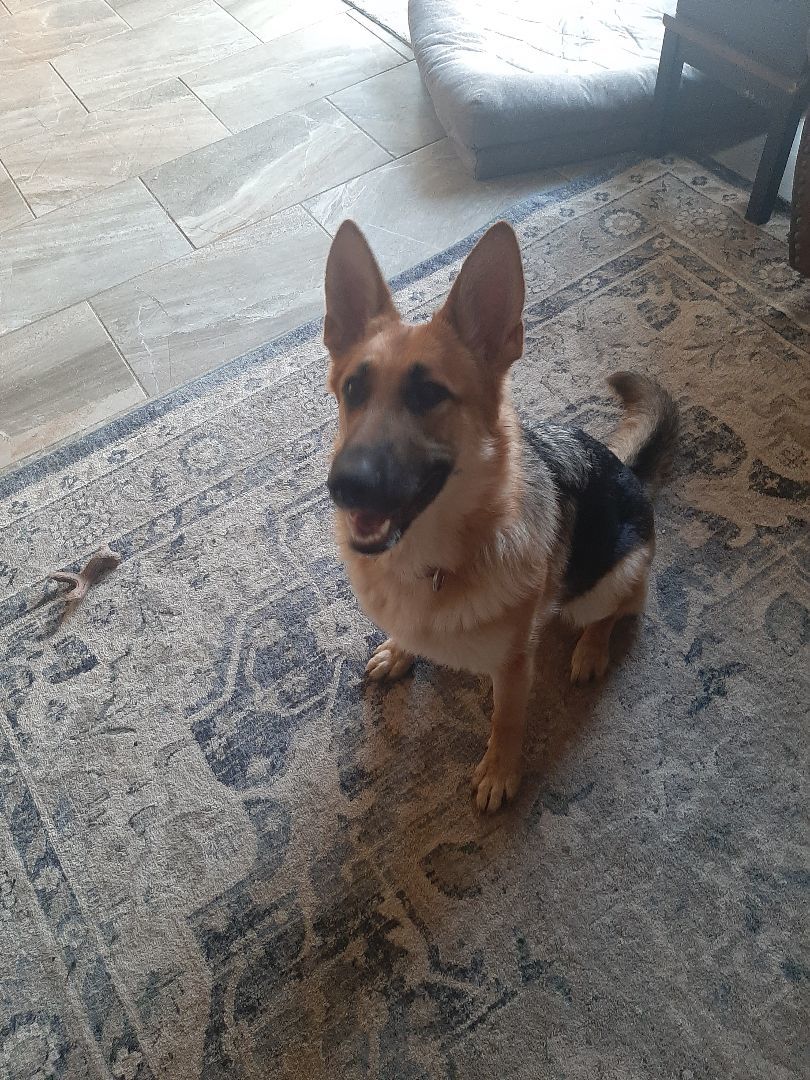 Enlarge Chella, a Adopted German Shepherd Dog in Wilton, NY image 3/5