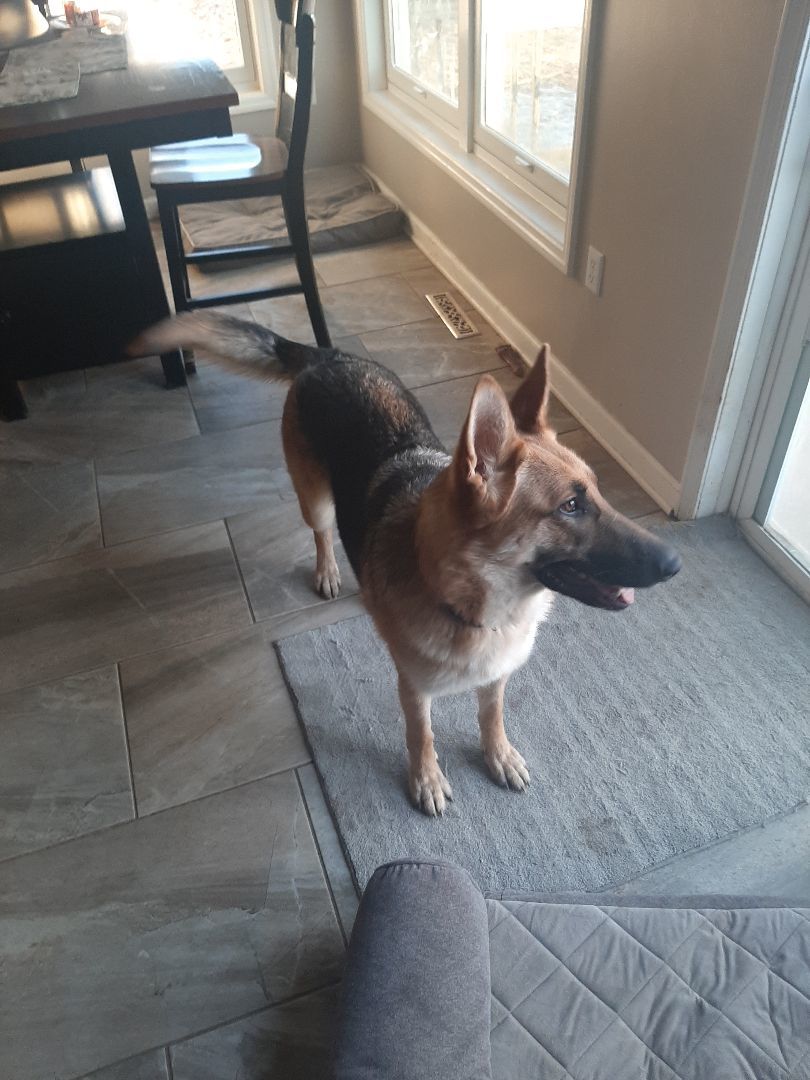 Enlarge Chella, a Adopted German Shepherd Dog in Wilton, NY image 4/5