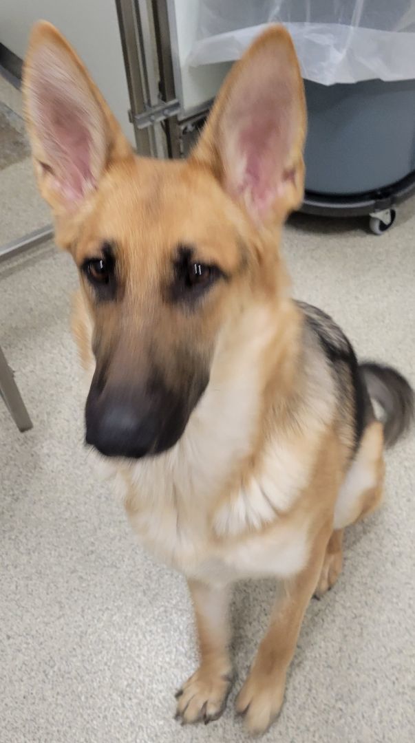 Enlarge Chella, a Adopted German Shepherd Dog in Wilton, NY image 2/5